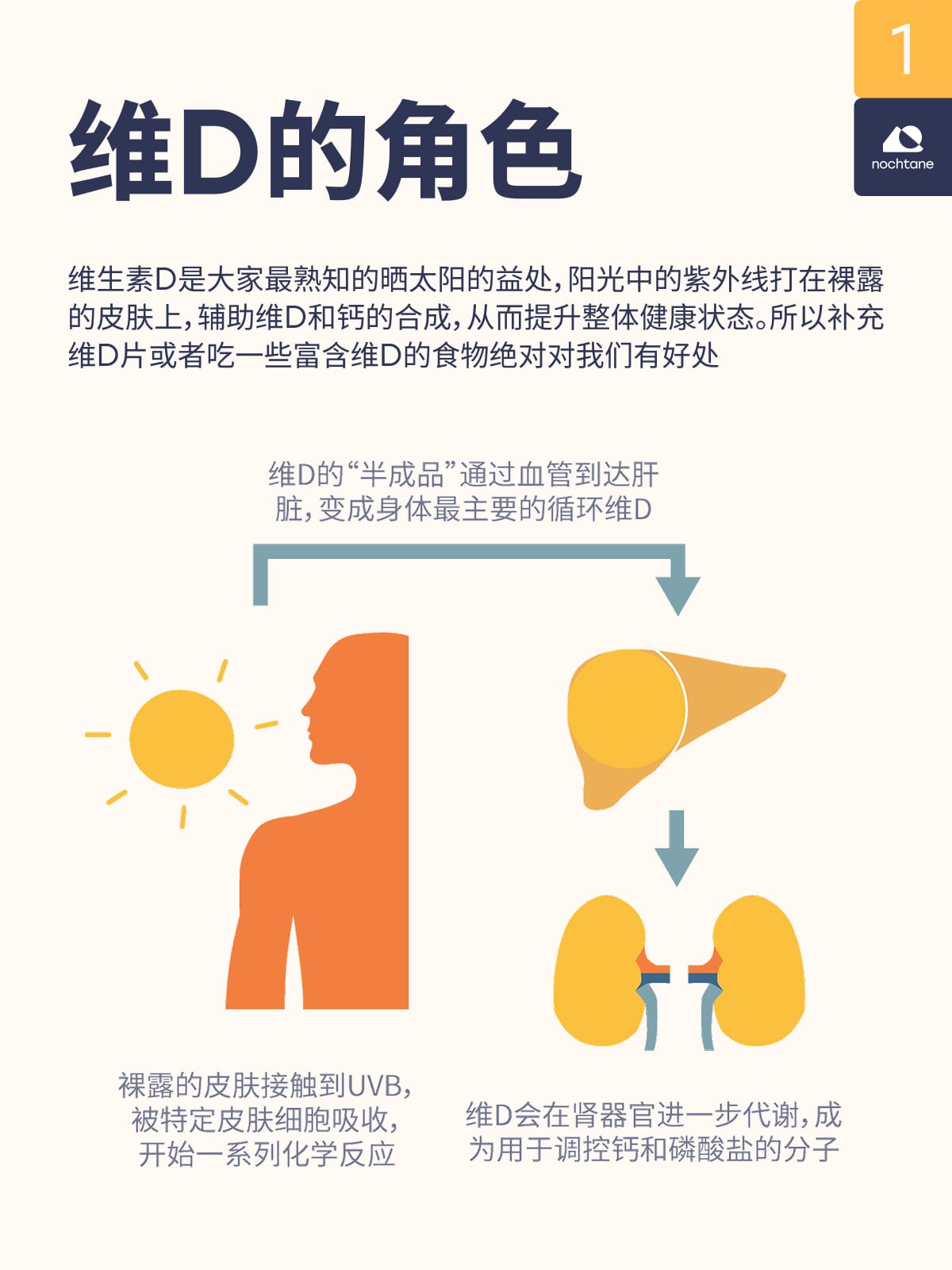 A social post on how the body makes vitamin D from sunlight.